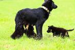 border collie pups /labrador pups kruising, Dieren en Toebehoren, Honden | Retrievers, Spaniëls en Waterhonden, 8 tot 15 weken