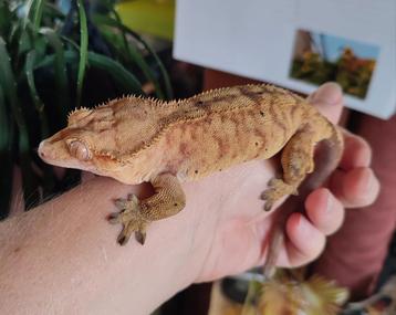 Wimpergekko vrouw tiger beschikbaar voor biedingen