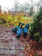 Gezocht: Woerd loopeend en/ of Wilde eend, Dieren en Toebehoren, Mannelijk, Eend