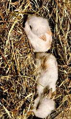 Baby konijntjes te koop, Dieren en Toebehoren, Konijnen, Geslacht onbekend, Dwerg, 0 tot 2 jaar