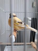 kanarie man consort, Meerdere dieren, Kleurkanarie