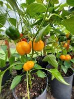 zaden paprika Doe HIll, Verzenden, Voorjaar, Volle zon, Zaad