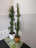 Cowboy cactus, Cactus, Minder dan 100 cm, Halfschaduw, Ophalen