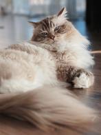Ervaren Ragdol Dekkater (niet te koop/not for sale), Dieren en Toebehoren, Katten en Kittens | Dekkaters