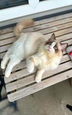 0619131799, Dieren en Toebehoren, Kater