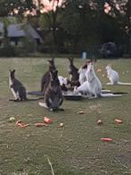 GEZOCHT: Witte Bennett wallabies wallaby kangoeroe wallabie, Dieren en Toebehoren, Overige Dieren, Juli, Meerdere dieren