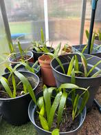 Palm / Waaier Palm / Trachycarpus fortunei, Ophalen of Verzenden, Zomer, Overige soorten, Volle zon