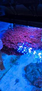 Zeewater Wier Gracilaria, Vis