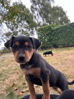 Boerenfox pups, Dieren en Toebehoren, Honden | Jack Russells en Terriërs, Parvo, Overige rassen, 8 tot 15 weken, Meerdere