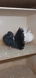 Pauwstaart, Mannelijk