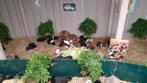 Jonge cavia beertjes van 5 a 6 weekjes jong, Dieren en Toebehoren, Knaagdieren, Cavia, Mannelijk, Mei, Tam