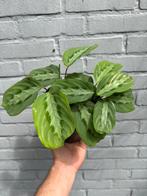 Maranta cristata Grizzle, Huis en Inrichting, Kamerplanten, Ophalen of Verzenden, Overige soorten, Minder dan 100 cm