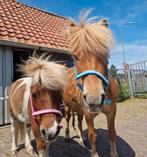 NIEUWE shetlander veulen halsters roze en blauw!, Dieren en Toebehoren, Paarden en Pony's | Verzorgingsproducten, Ophalen of Verzenden