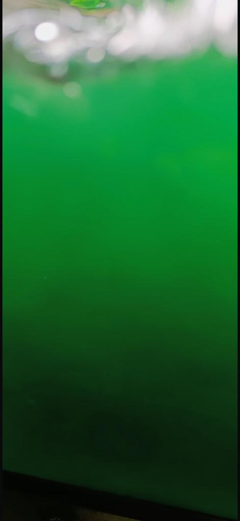 Plankton voor zeeaquarium, Dieren en Toebehoren, Vissen | Aquaria en Toebehoren, Ophalen of Verzenden, Zo goed als nieuw