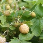 Gele bosaardbeiplanten 'Yellow wonder', Tuin en Terras, Planten | Tuinplanten, Halfschaduw, Zomer, Vaste plant, Fruitplanten