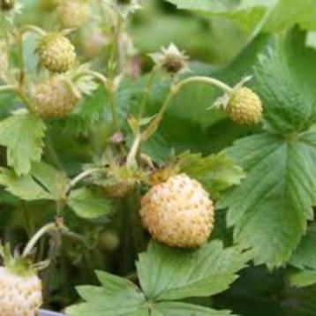 Gele bosaardbeiplanten 'Yellow wonder'