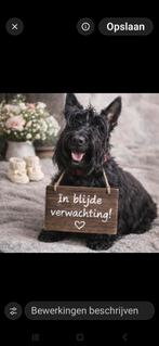 Schotse terriër, 8 tot 15 weken, Teef, Eén hond, Nederland