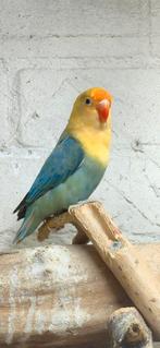 Mooie opaline turquoise violet/dilute fischeri, Dieren en Toebehoren, Geslacht onbekend, Dwergpapegaai of Agapornis, Geringd