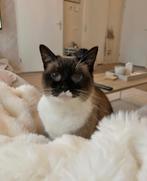 Lieve rustige kat, Dieren en Toebehoren, Katten en Kittens | Raskatten | Korthaar, Poes, Ontwormd, 6 jaar of ouder
