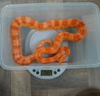 Rode rattenslang 1.0 albino, Dieren en Toebehoren, Slang, Tam, 3 tot 6 jaar