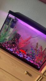 Mooi aquarium inclusief 5 visjes, Dieren en Toebehoren, Vissen | Aquaria en Toebehoren, Ophalen, Zo goed als nieuw, Gevuld zoetwateraquarium