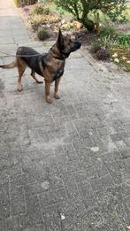 Mechelse Herder, Dieren en Toebehoren, Reu, CDV (hondenziekte), 1 tot 2 jaar, Eén hond