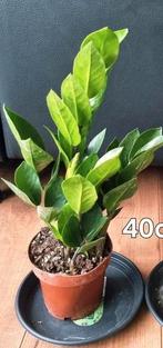 Zamioculcas 40cm., Huis en Inrichting, Kamerplanten, Ophalen, Halfschaduw, Minder dan 100 cm