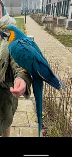 Ara, Dieren en Toebehoren, Vogels | Parkieten en Papegaaien, Papegaai, Tam