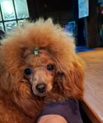 Te koop mooie rode toy poedel, Dieren en Toebehoren, Honden | Chihuahua's en Gezelschapshonden, Poedel, Fokker | Hobbymatig, Rabiës (hondsdolheid)