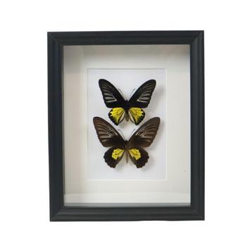 Ingelijste Vlinders XL Troides Rhadamantus Full Body Taxider beschikbaar voor biedingen