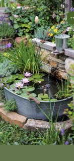 Grote Franse zinken teil, Ophalen