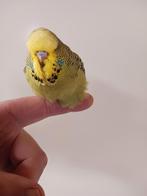 Jonge Engelse parkiet man om tam te maken, Dieren en Toebehoren, Vogels | Parkieten en Papegaaien