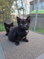 2 Kittens (vrouwtjes) met de fles opgevoed, Dieren en Toebehoren, Katten en Kittens | Raskatten | Korthaar, Meerdere dieren, Ontwormd