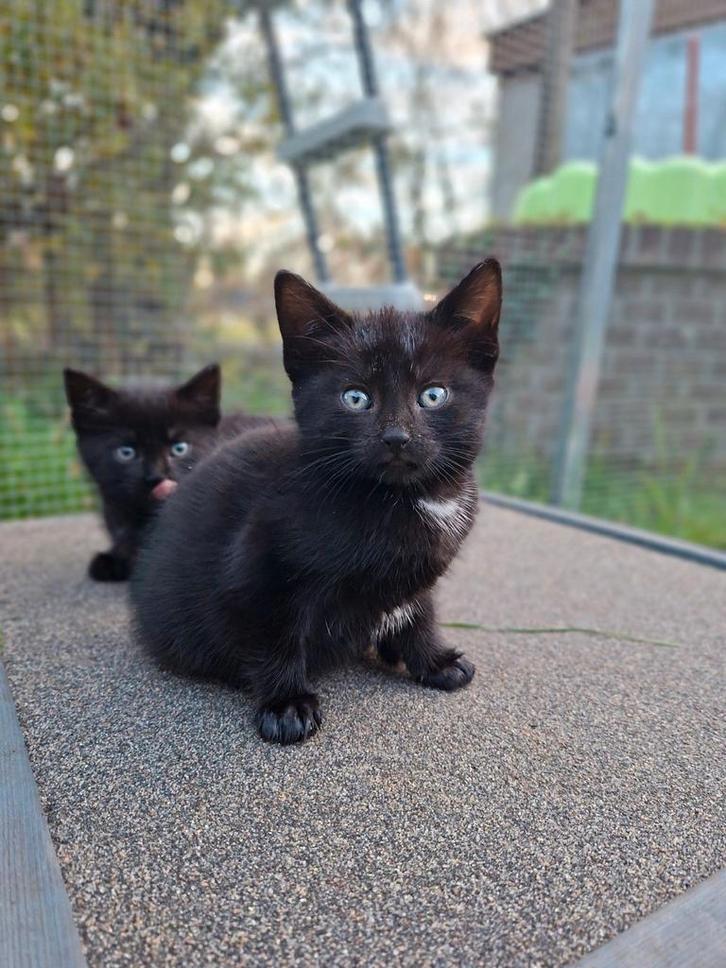 Aanhankelijke kittens 2 vrouwtjes, Dieren en Toebehoren, Katten en Kittens | Raskatten | Korthaar, Meerdere dieren, 0 tot 2 jaar