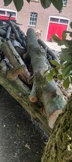 Flinke bult haard hout, 6 m³ of meer, Ophalen, Essenhout, Stammen