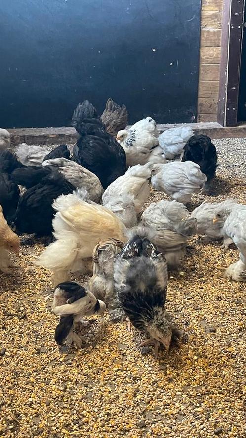 Brahma kuikens, Dieren en Toebehoren, Pluimvee, Kip, Meerdere dieren