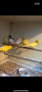 Ongeveer 24 kanaries, Meerdere dieren, Kleurkanarie