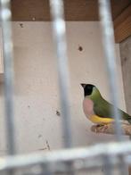 Koppel gouldamadine  2025, Meerdere dieren