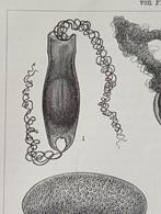 Antieke Gravure 1895 Eier Duitse prent Biologie, Antiek en Kunst, Ophalen of Verzenden
