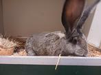 mooie vlaamse reuzen, Dieren en Toebehoren, Konijnen, Mannelijk, Groot, 0 tot 2 jaar