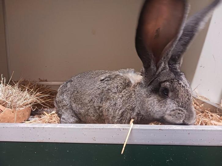 mooie vlaamse reuzen, Dieren en Toebehoren, Konijnen, Groot, Mannelijk, 0 tot 2 jaar