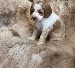 te koop Australië labradoodle, HCC (leverziekte), Overige rassen, 8 tot 15 weken, Meerdere dieren