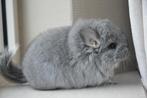 chinchilla brown velvet bok + Angora bok, Mannelijk, Chinchilla, Na 1 juli 2024