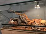 Terrarium 100x50x50 te koop, Dieren en Toebehoren, Reptielen en Amfibieën | Toebehoren, Ophalen of Verzenden