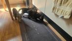 Lieve kittens zoeken een warm thuis, Dieren en Toebehoren, Katten en Kittens | Overige Katten