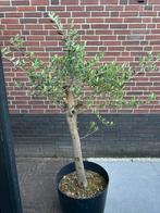Olijfboom dikke stam ca. 160cm hoog, Tuin en Terras, Planten | Bomen, Ophalen, Volle zon, Olijfboom, 100 tot 250 cm