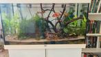 Compleet Aquarium incl backupfilter, Ophalen, Zo goed als nieuw, Gevuld zoetwateraquarium