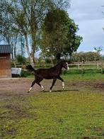 Entermerrie Kjento x Prestige, Dieren en Toebehoren, Paarden, Merrie, 0 tot 2 jaar, Gechipt, Niet van toepassing