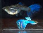 Blue singa guppen, Vis