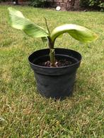 Bananenplant., Tuin en Terras, Planten | Tuinplanten, Ophalen of Verzenden, Zomer